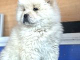 Chow Chow Çi̇n Aslani