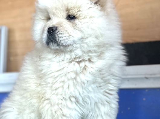 Chow Chow Çi̇n Aslani görsel