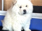 Chow Chow Çi̇n Aslani