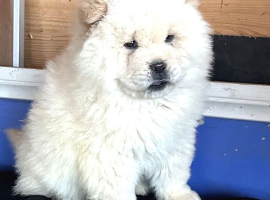 Chow Chow Çi̇n Aslani görsel