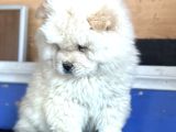 CHOW CHOW ÇİN ASLANI