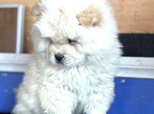 Chow Chow Çi̇n Aslani