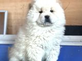Chow Chow Çi̇n Aslani