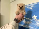 Chow Chow Çin Aslanı Bebeklerimiz
