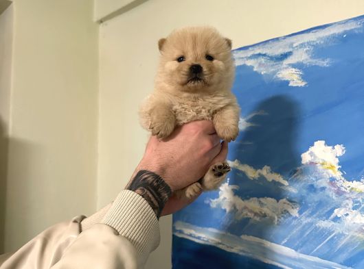 Chow Chow Çin Aslanı Bebeklerimiz görsel
