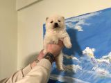 Chow Chow Çin Aslanı Bebeklerimiz