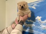Chow Chow Çin aslanı Bebeklerimiz