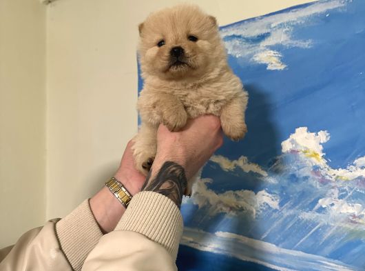 Chow Chow Çin Aslanı Bebeklerimiz