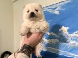 Chow Chow Çin Aslanı Bebeklerimiz