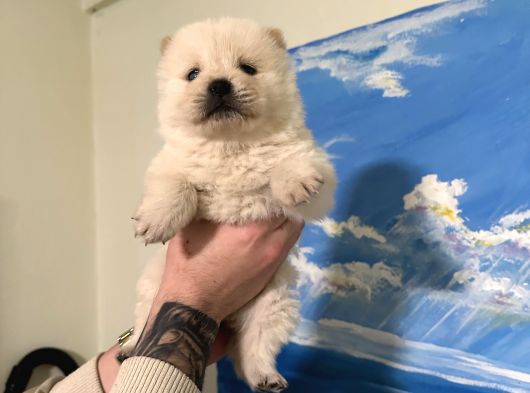 Chow Chow Çin Aslanı Bebeklerimiz görsel