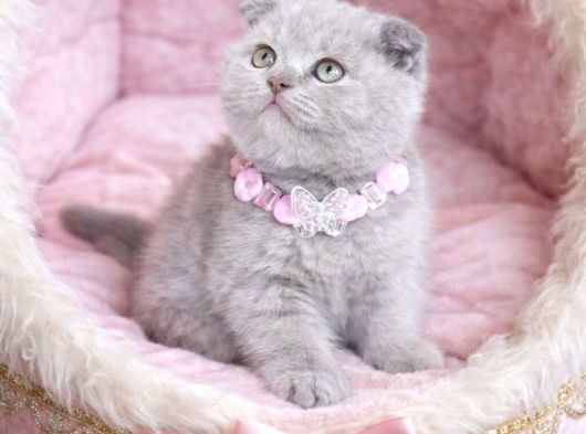 Scotish Lilac Dişi görsel