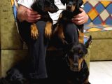 Doberman Yavrulari İstanbul