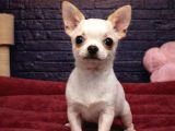 Vonalppetten Mükemmel Kalitede Chihuahua Yavruları