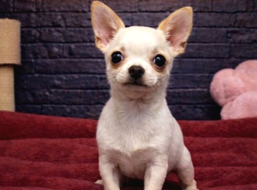 Vonalppetten Mükemmel Kalitede Chihuahua Yavruları