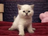 Vonalppet Garantisiyle Muhteşem British Shorthair Yavrulari