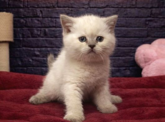 Vonalppet Garantisiyle Muhteşem British Shorthair Yavrulari