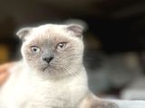 Dişi Scottish Fold Bluepoint