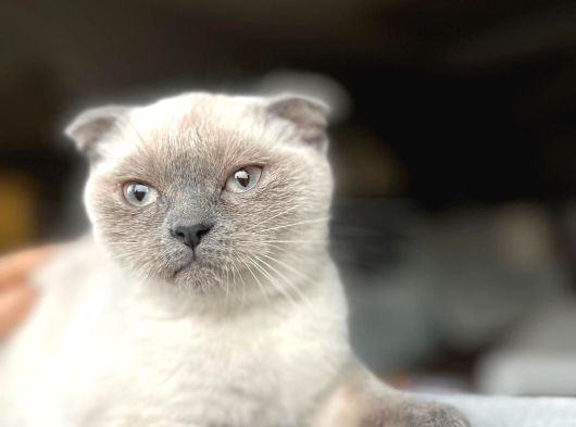 Dişi Scottish Fold Bluepoint görsel