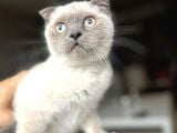 Dişi Scottish Fold BluePoint