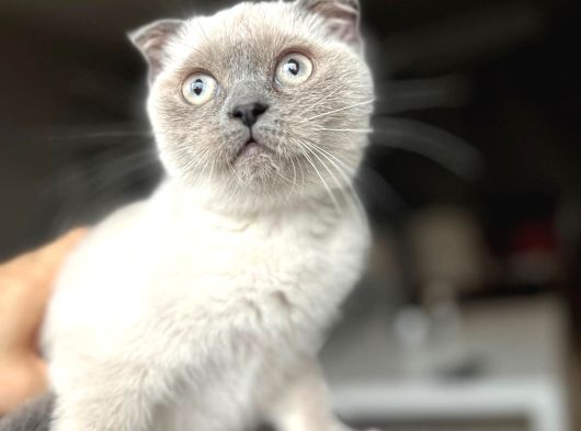 Dişi Scottish Fold Bluepoint