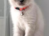 Dişi Scottish Fold Bluepoint