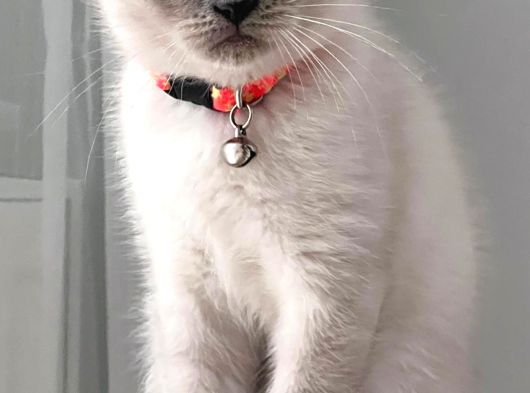 Dişi Scottish Fold Bluepoint görsel