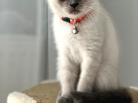 Dişi Scottish Fold Bluepoint görsel