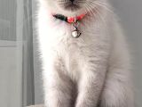 Dişi Scottish Fold Bluepoint