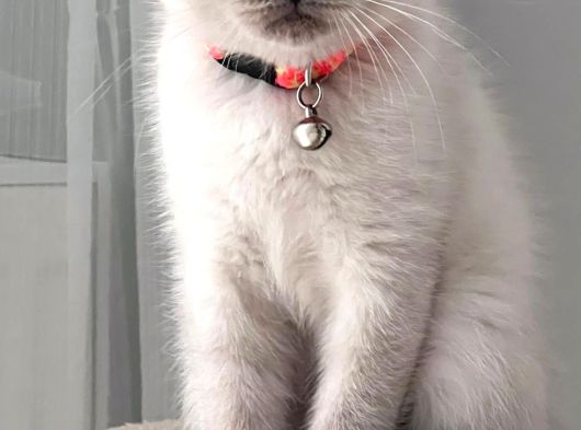 Dişi Scottish Fold Bluepoint görsel