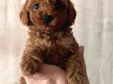 Toy Toy Poodle