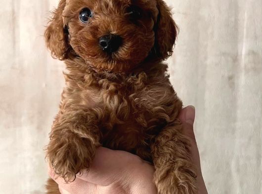Toy Toy Poodle görsel