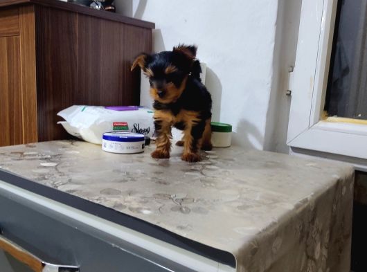 60 Günlük 2 Tane Erkek görsel