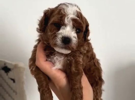 MALTİPOO CİNSİ YAVRULAR EV ÜRETİMİ