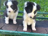 BORDER COLİE YAVRULARIMIZ