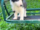 Border Coli̇e Yavrularimiz