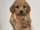Toy Poodle Sevi̇mli̇ Yavrular Ev Üreti̇mi̇