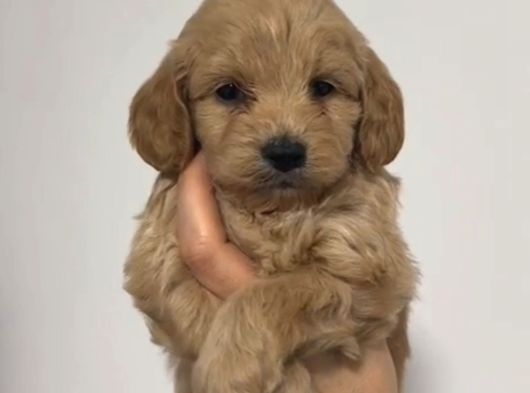 Toy Poodle Sevi̇mli̇ Yavrular Ev Üreti̇mi̇ görsel