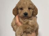 TOY POODLE SEVİMLİ YAVRULAR EV ÜRETİMİ