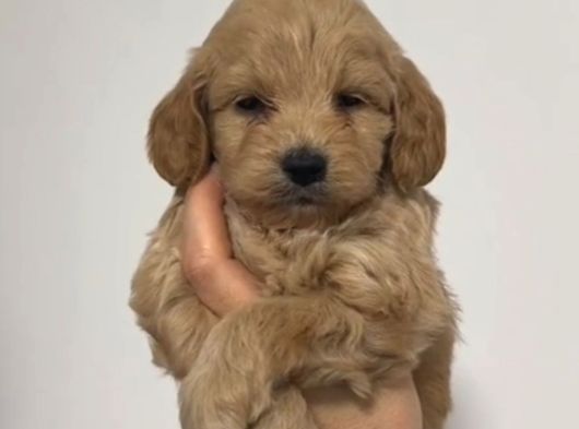 Toy Poodle Sevi̇mli̇ Yavrular Ev Üreti̇mi̇