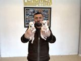 Orji̇nal Şi̇vava Yavrulari Ankara Mağazamizda Görün