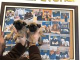 EN GÜZEL PUG YAVRULAR ANKARA MAĞAZAMIZDA CANLI GÖRÜN