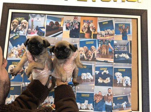 En Güzel Pug Yavrular Ankara Mağazamizda Canli Görün