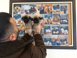 En Güzel Pug Yavrular Ankara Mağazamizda Canli Görün