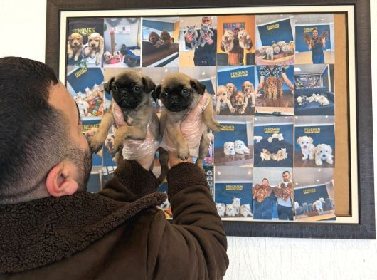 En Güzel Pug Yavrular Ankara Mağazamizda Canli Görün görsel