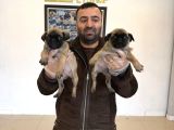 En Güzel Pug Yavrular Ankara Mağazamizda Canli Görün