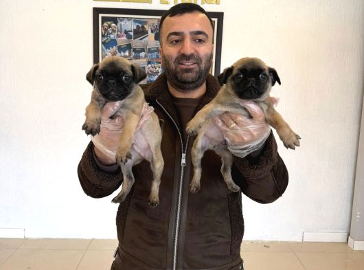 En Güzel Pug Yavrular Ankara Mağazamizda Canli Görün görsel