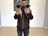 En Güzel Pug Yavrular Ankara Mağazamizda Canli Görün