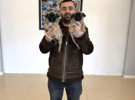 En Güzel Pug Yavrular Ankara Mağazamizda Canli Görün görsel