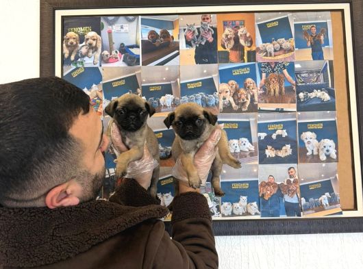 En Güzel Pug Yavrular Ankara Mağazamizda Canli Görün görsel