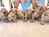 Safkan Ve Irk Garantili Yavrularımız